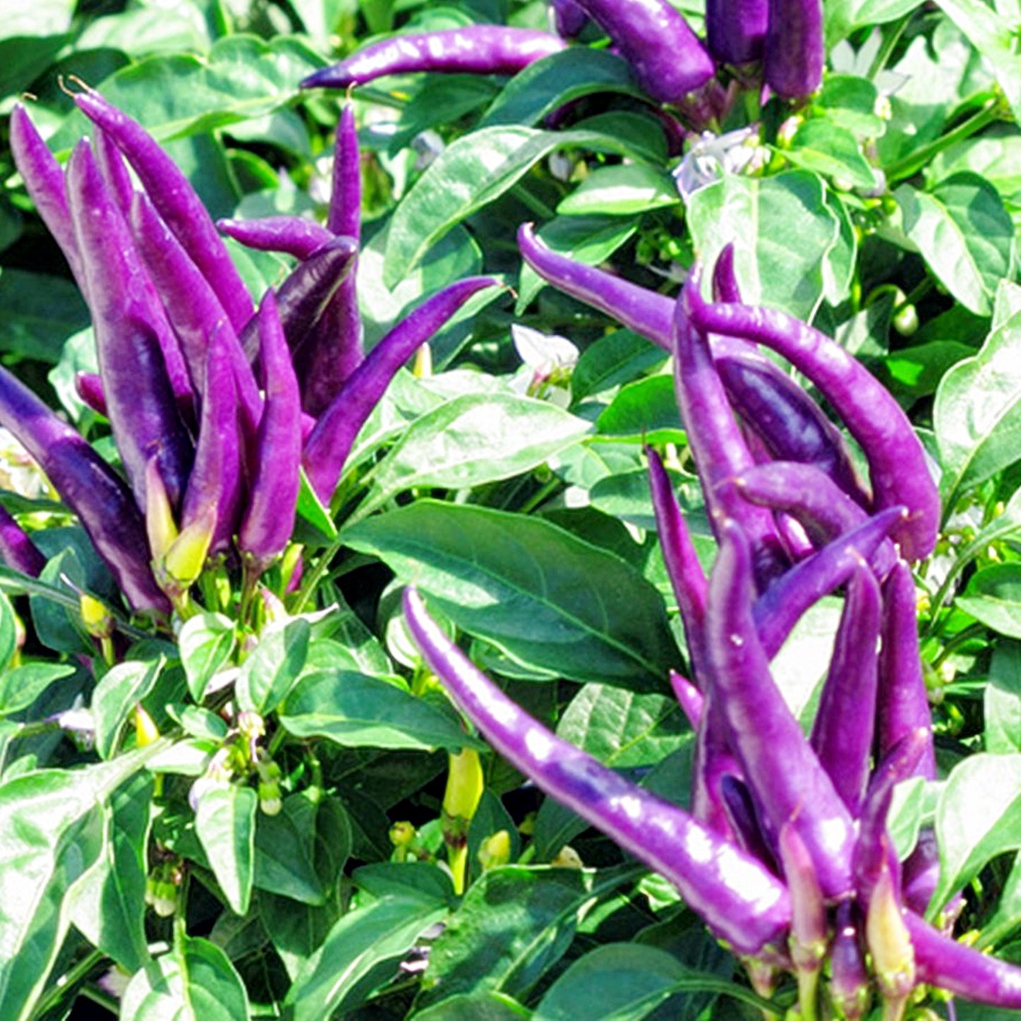 50 Seeds Purple Gin Pepper, Cayenne Chili, Natural, Non GMO