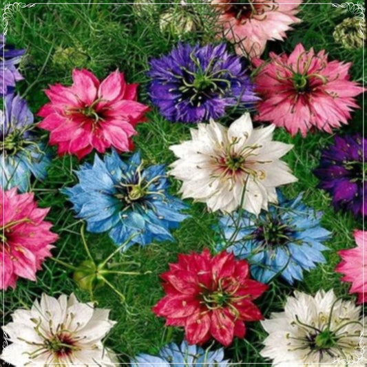 50 Seeds Mixed Black Cumin Flower Seed, Nigella, Kalonji, Black Caraway, Natural, Non GMO, Heirloom