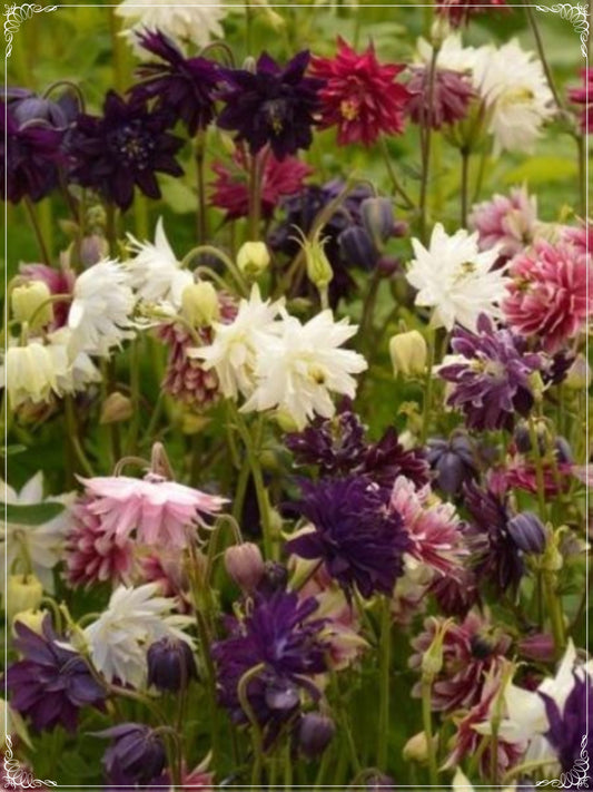 30 Seeds Mixed Aquilegia, Columbine Flower Seed, Granny's Bonnet, Natural, Non GMO, Heirloom