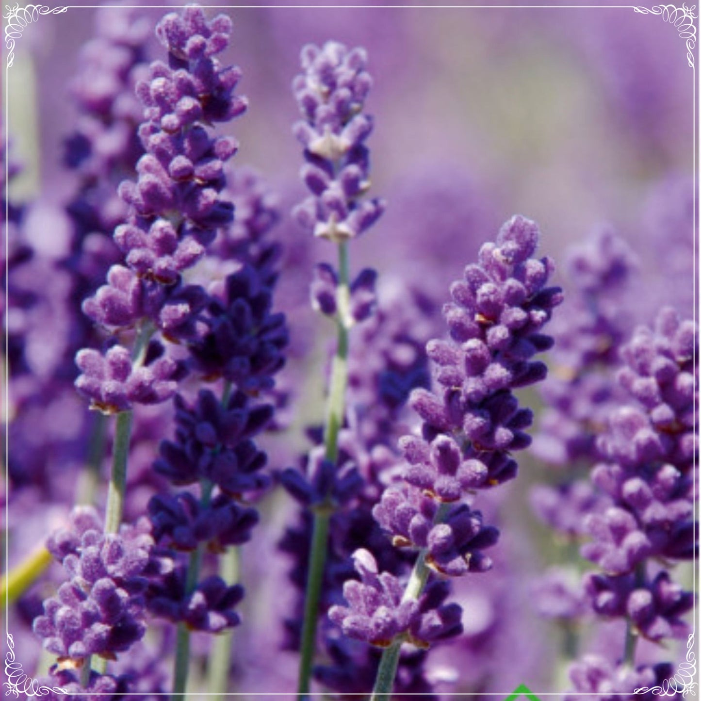 50 Seeds Fragrant French Provence Lavender Seed, Aromatic, Natural, Non GMO, Heirloom