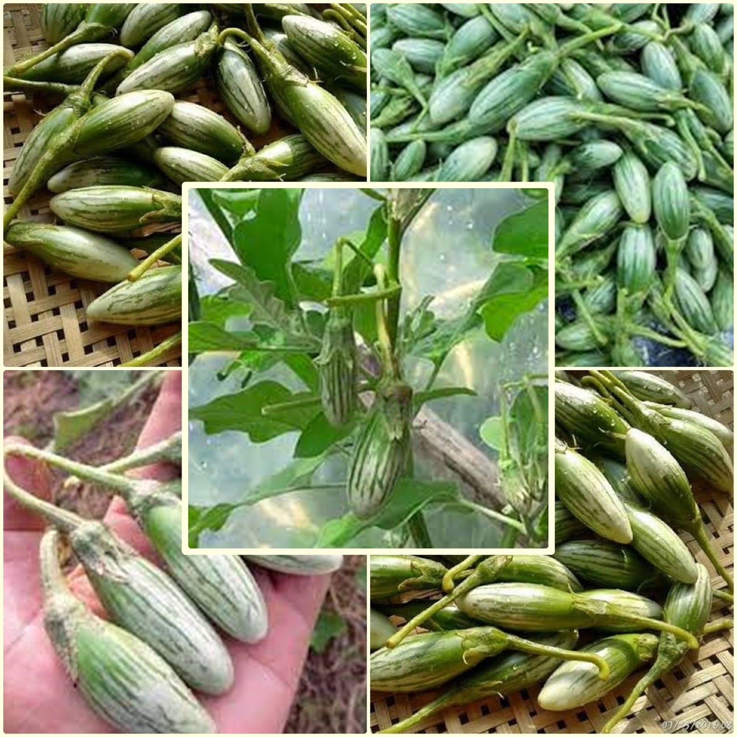 20 Seeds Rugby Frog Eggplant, Green Drop Thai Green Eggplant, Natural, Non GMO