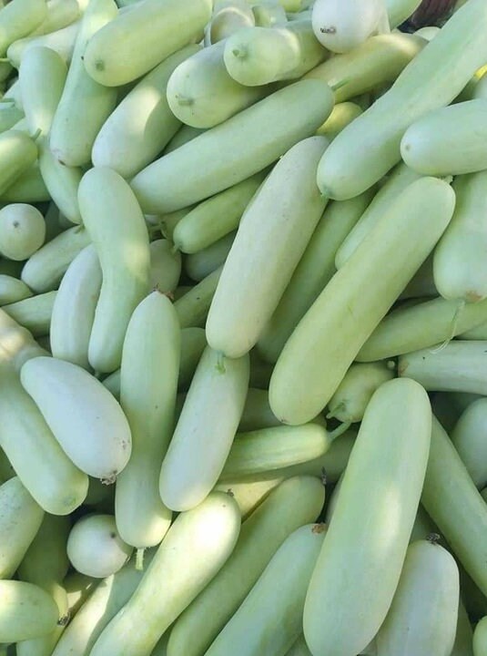 10 Seeds White Large Cucumber, Large Fruits, Sweet, Crisp, Delicious Flesh, Thai Vegetable, Non GMO