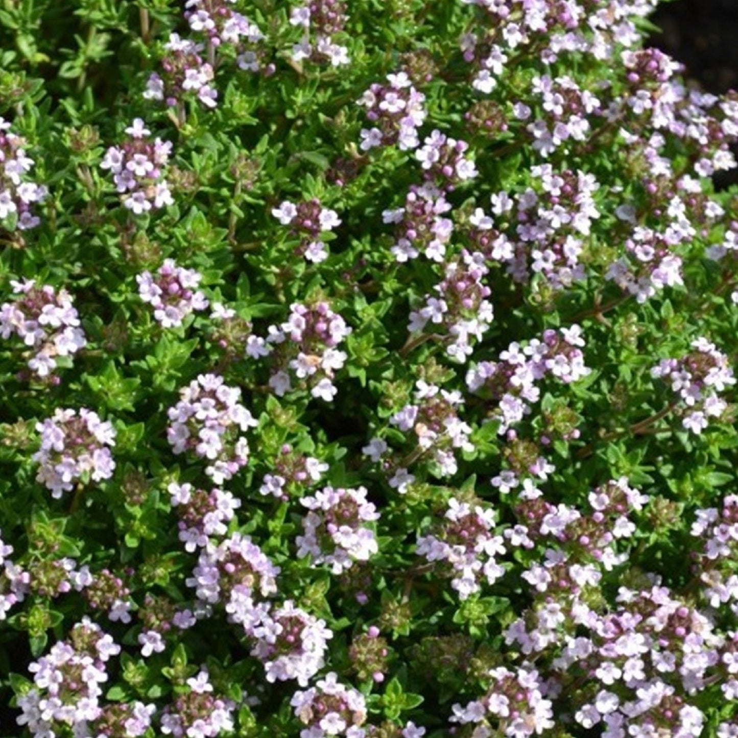 200 Seeds Creeping Thyme Seed, Spreading Oregano,  Ground Cover, Rock Cress, Aromatic Herbs, Natural, Non GMO