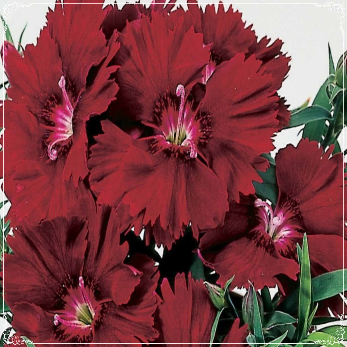 20 Seeds Chabaud Crimson Carnation Flower Seed, Dianthus, Natural, Non GMO, Heirloom