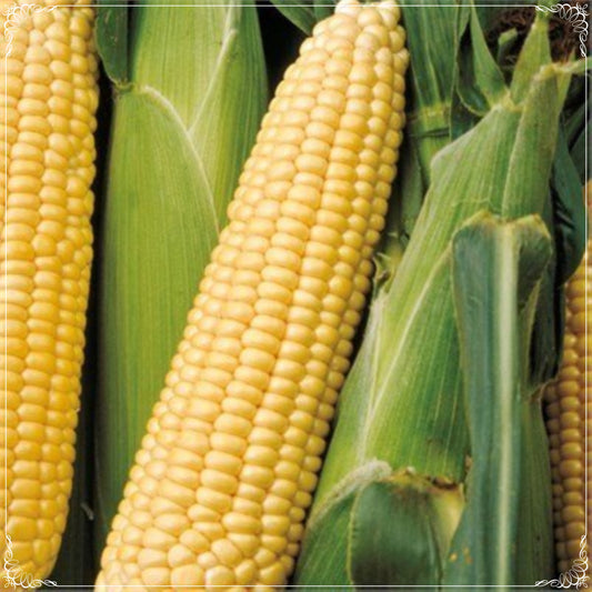 10 Seeds Sweet Milk Corn Seeds, Natural Garden Corn, Non GMO, Heirloom, Easy To Grow