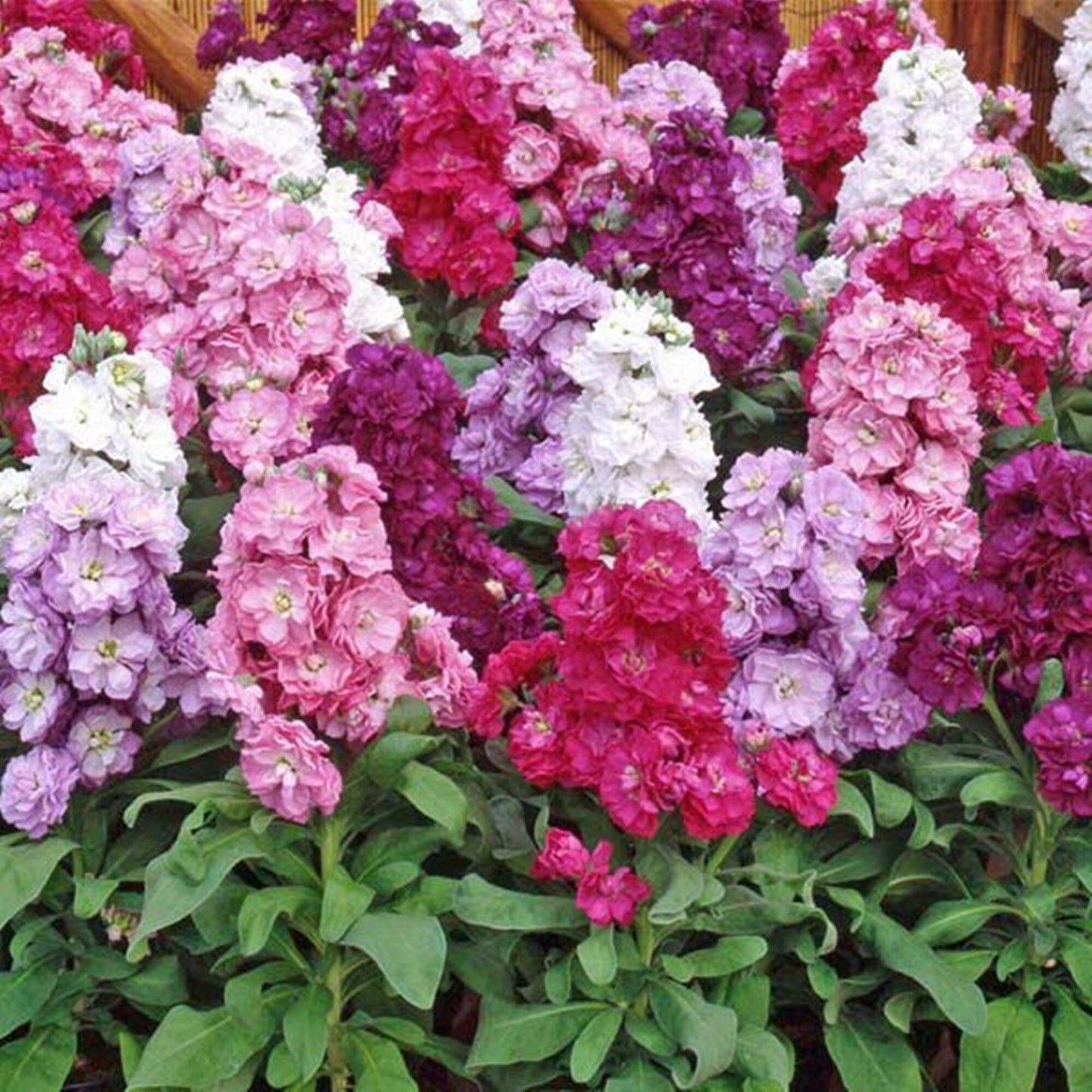 50 Seeds Mixed Gillyflower Seeds, Brompton Stock, Matthiola incana, Heirloom