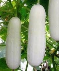 10 Seeds White Large Cucumber, Large Fruits, Sweet, Crisp, Delicious Flesh, Thai Vegetable, Non GMO