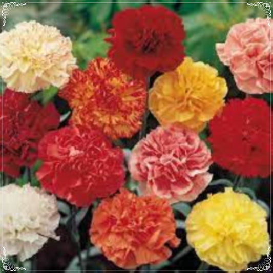 50 Seeds Mixed Color Carnation Flower Seed, Dianthus, Clove, Natural, Non GMO, Heirloom