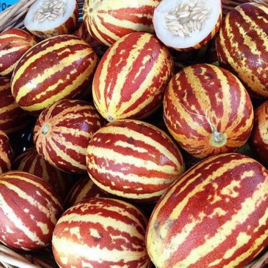 5 Seeds Fragrant Tiger Melon Seed, Traditional Small Melon Cucumis Melo, Natural, Non GMO, Heirloom
