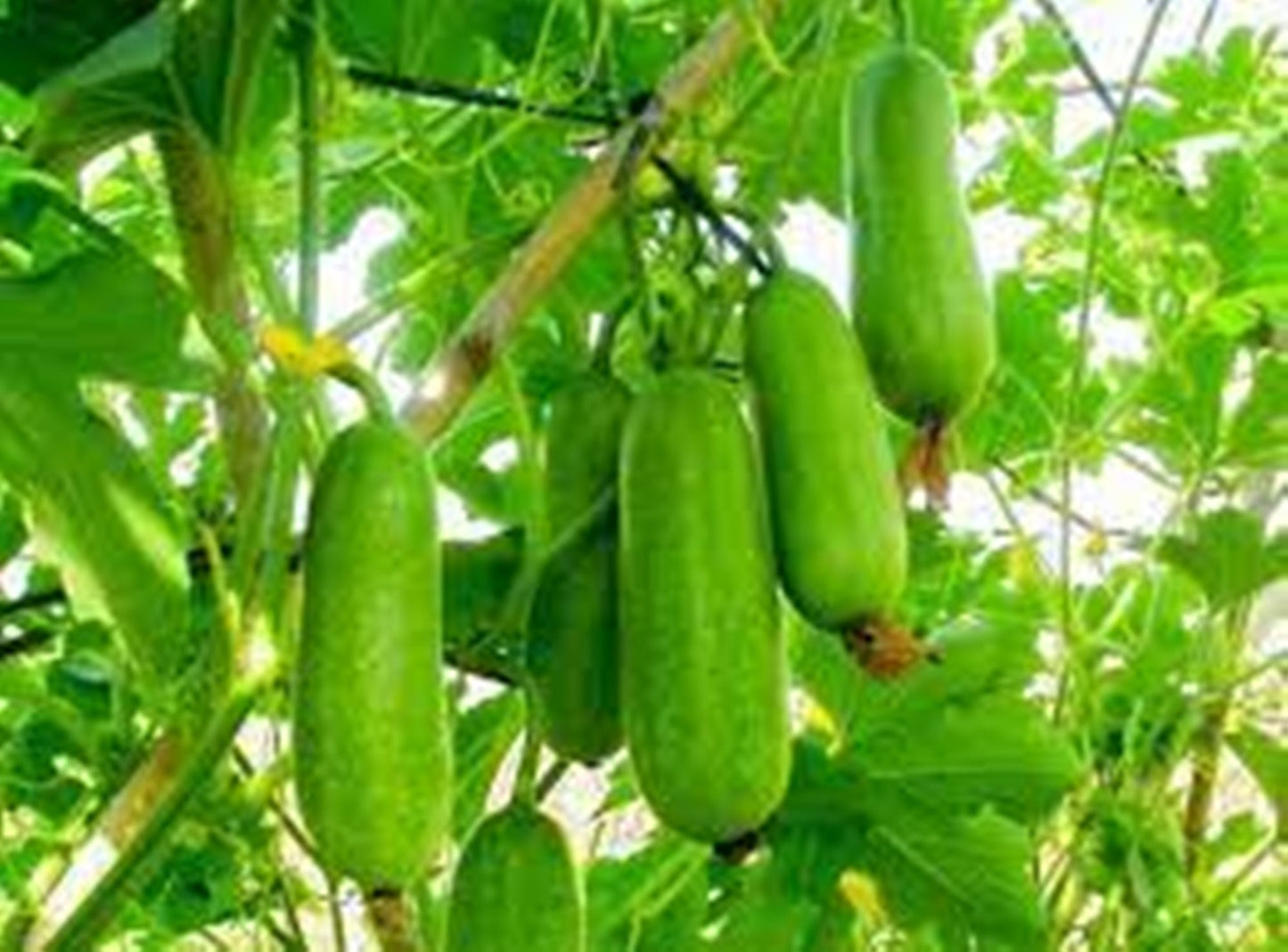 10 Seeds Fawn Wax Gourd Seeds, Faeng Sai Tan Thai Squash, Benincasa Hispida, Natural, Non GMO