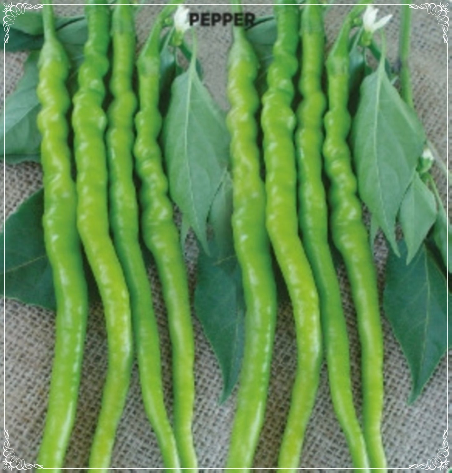 100 Seeds Sweet Bristle Slim Pepper Seed, Slim Chili, Natural, Non GMO, Heirloom