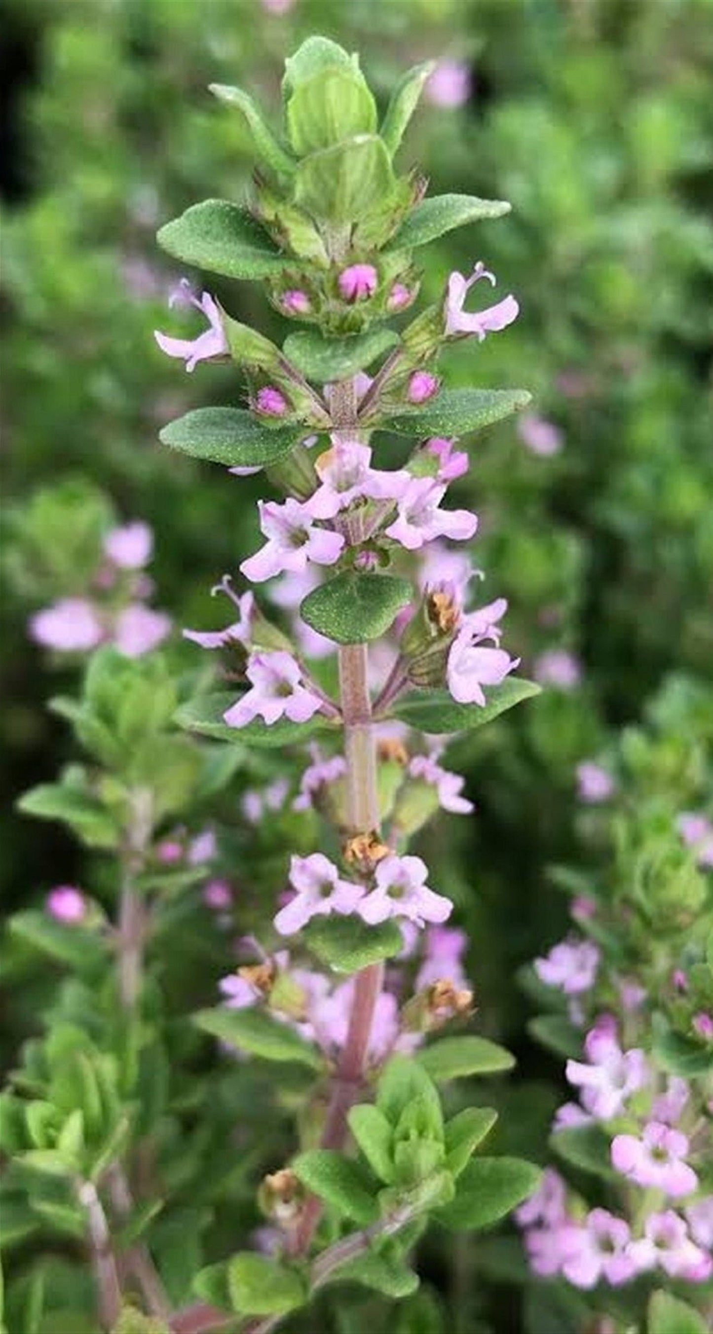 200 Seeds Creeping Thyme Seed, Spreading Oregano,  Ground Cover, Rock Cress, Aromatic Herbs, Natural, Non GMO