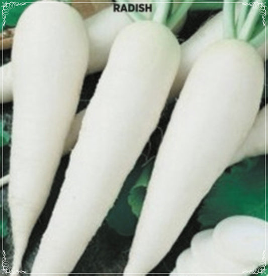 100 Seeds White Japanese Radish Seed, Daikon Radish, Natural, Non GMO, Heirloom