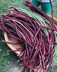 5 Seeds Purple Yard Long Beans, Thai Asparagus, Royal Long Bean, F1, Hybrid, Non GMO