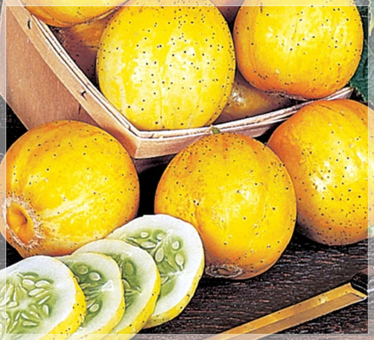 10 Seeds Lemon Cucumber Seeds, Apple cucumber, Budamkaya, Dosakai, Edible, Natural, No Gmo