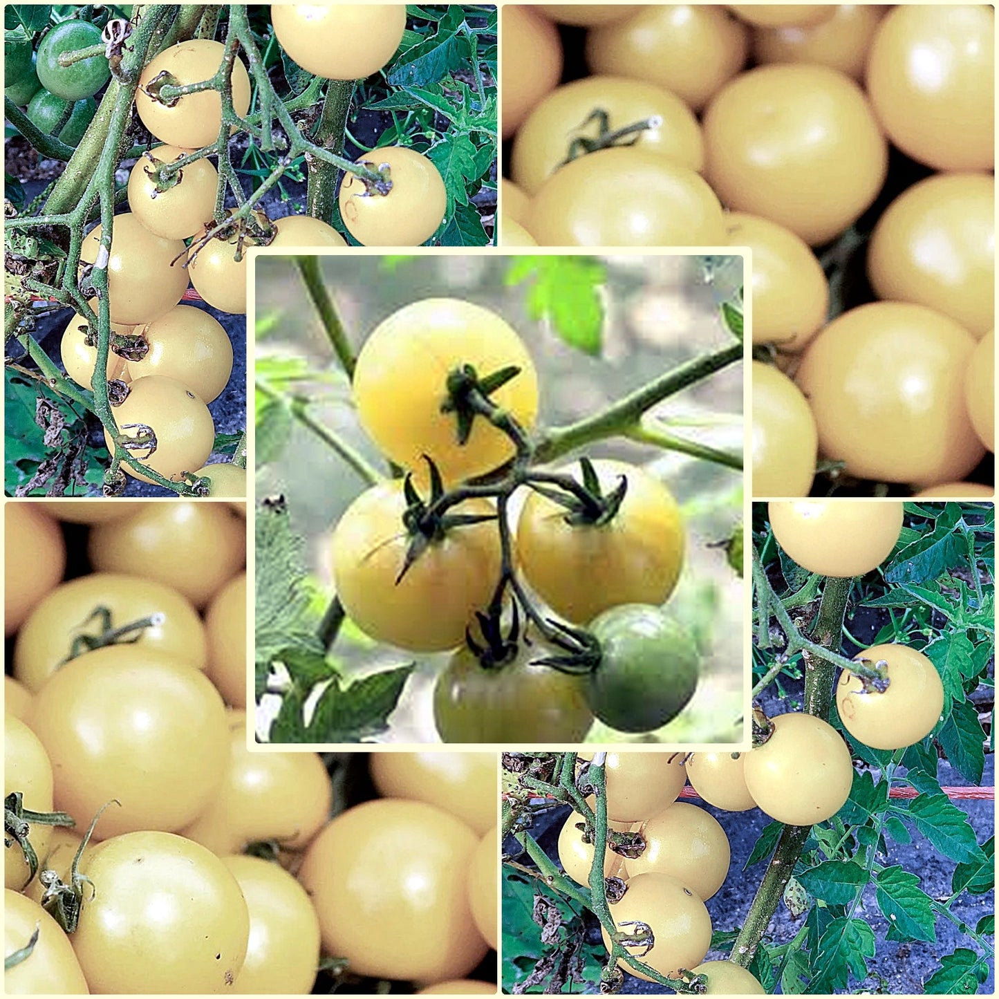 10 Seeds Snow White Cherry Tomato, Small Tomato, Natural, Non GMO