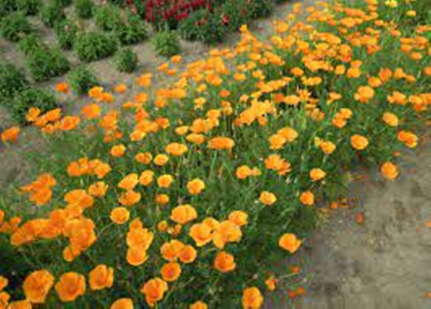 50 Seeds Mixed Persian Tulip Flower Seeds, Eschscholzia Californica Poppy, Heirloom