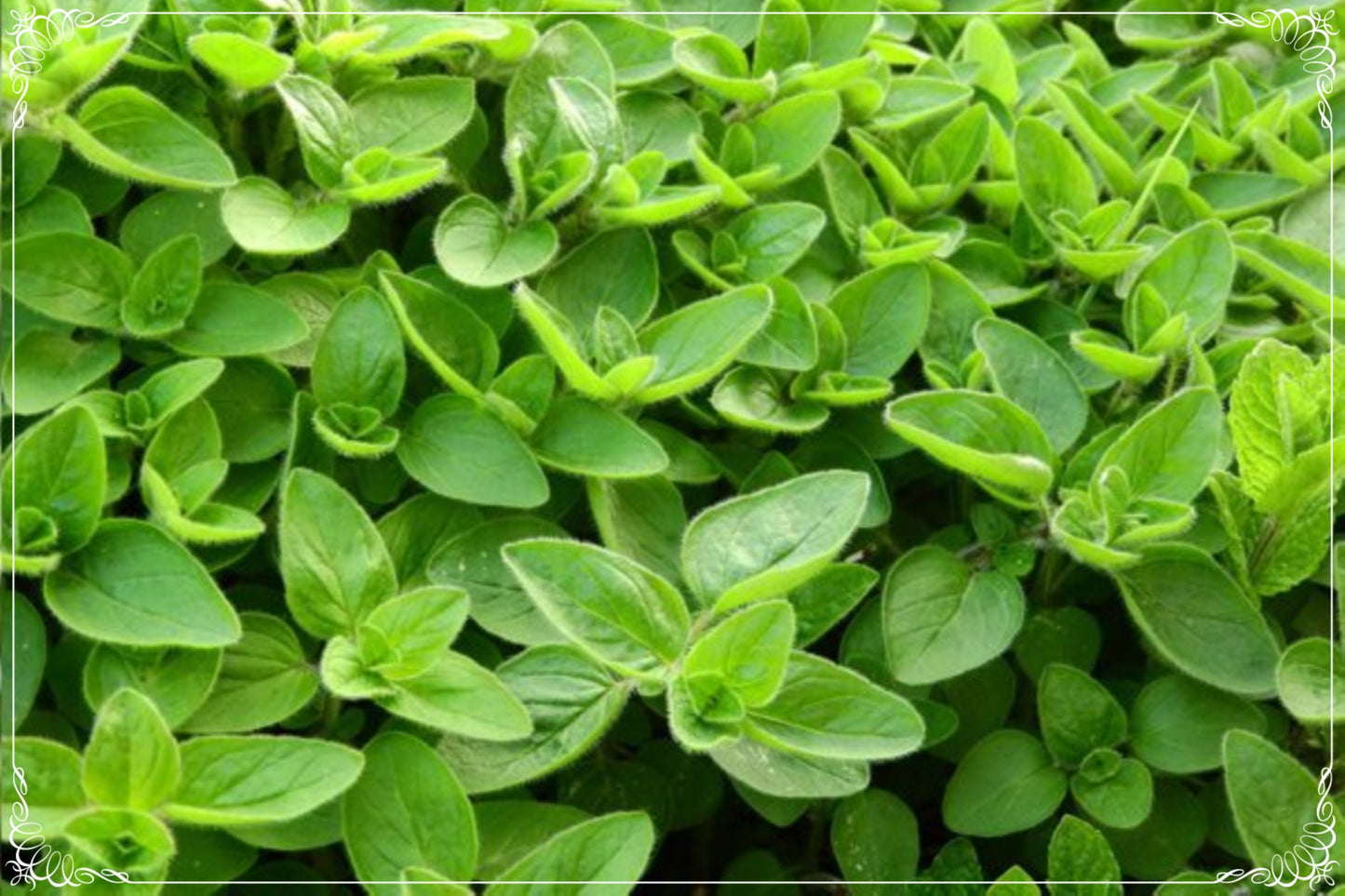 1000 Seeds Marjoram Seed, Wild Oregano Thyme, Aromatic Herbs, Natural, Non GMO, Heirloom