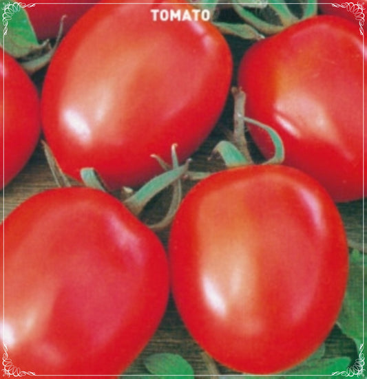 250 Seeds Rio Grande Tomato Seed, Tomato For Sauce, Natural, Non GMO, Heirloom