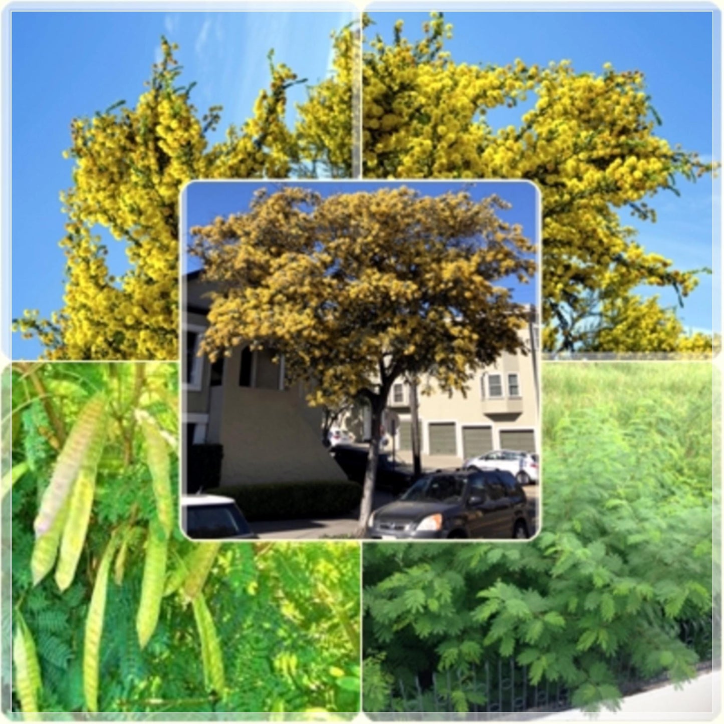 20 Seeds Acacia House Lead Tree, Jumbay, Pearl Wattl, River Tamarind, Thai Plant, Natural, Non GMO