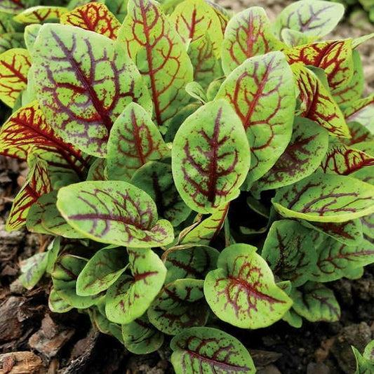 100 Seeds Red Sorrel Seed, Rumex Sanguineus, Vegetable Grass Foliage, Natural, Non GMO, Heirloom