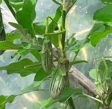 20 Seeds Rugby Frog Eggplant, Green Drop Thai Green Eggplant, Natural, Non GMO