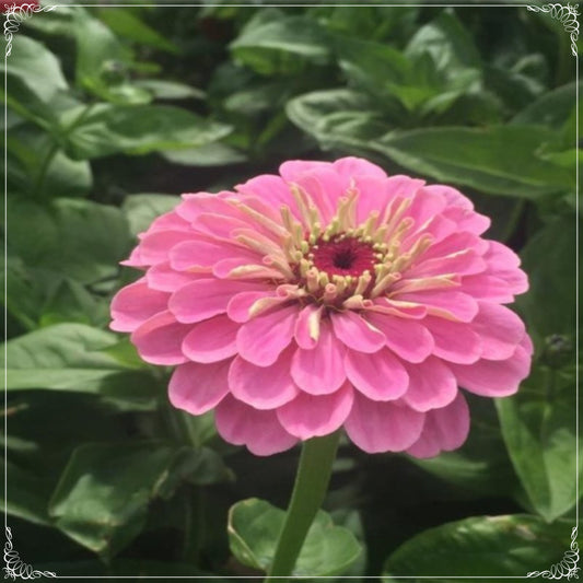 20 Seeds Super Yoga Rose Zinnia Elegans Seed, Flower, Natural, Non GMO, Heirloom, Easy To Grow