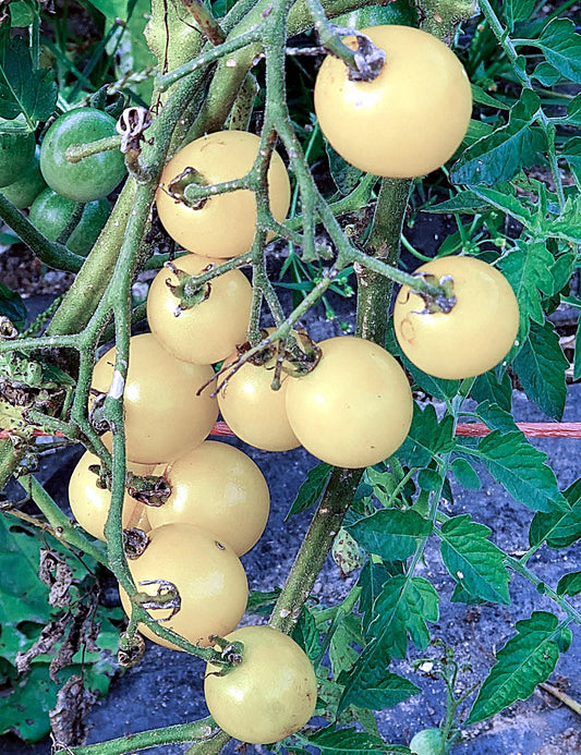 10 Seeds Snow White Cherry Tomato, Small Tomato, Natural, Non GMO