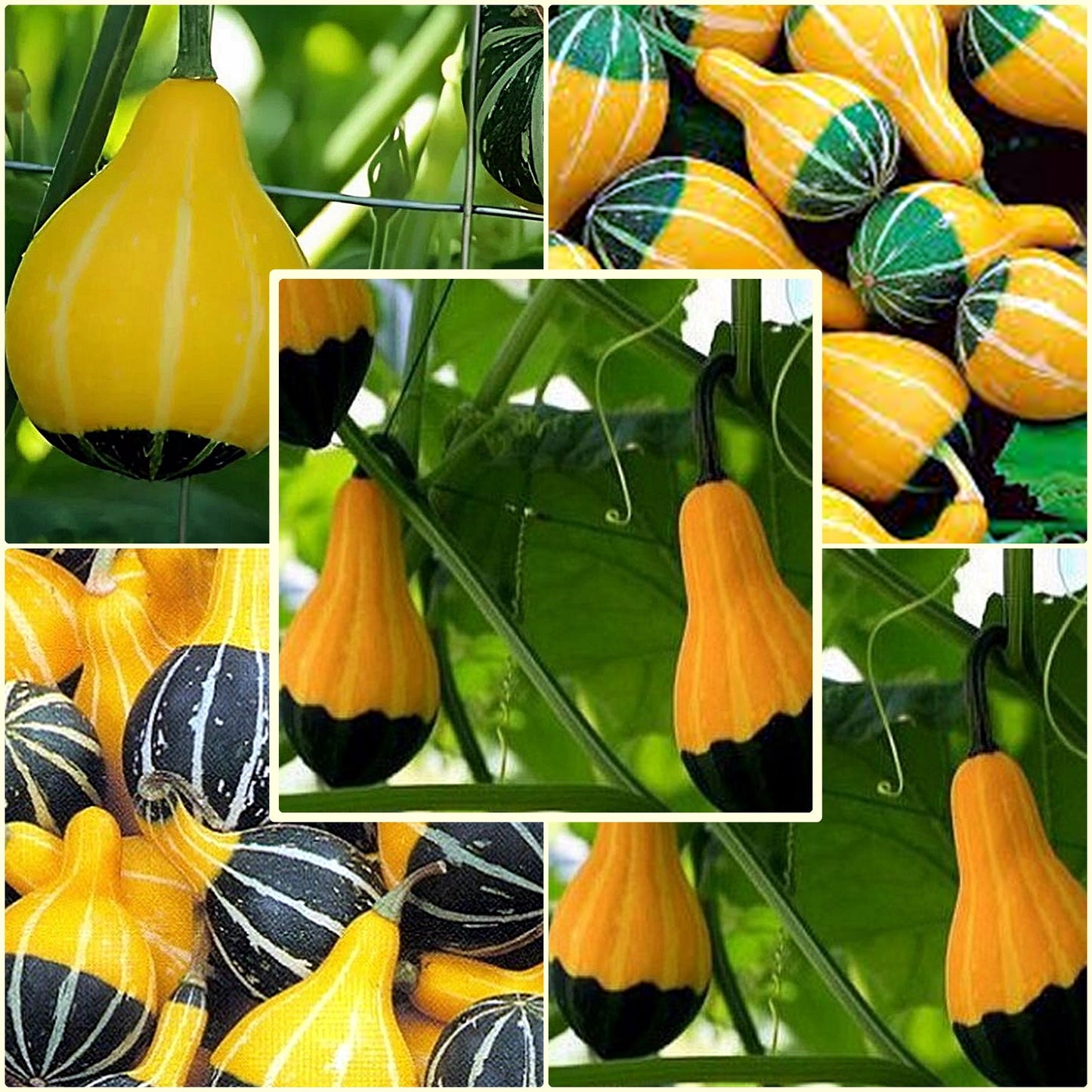 5 Seeds Ornamental Gourd Pear Bicolor Miniature Gourd Yellow and Green Calabash
