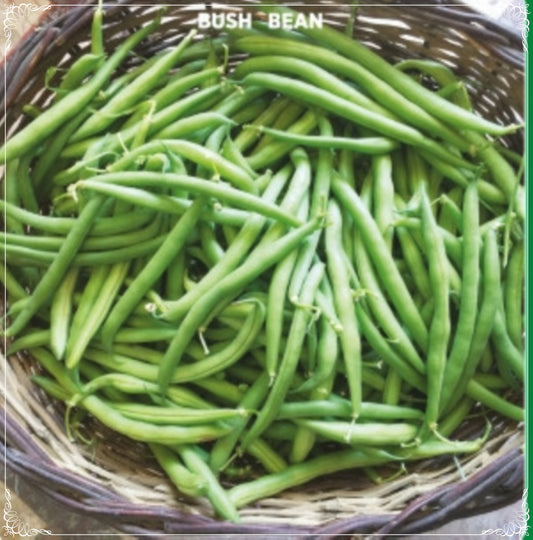 20 Seeds Eymen Bush Bean Seed, Green Natural, Non GMO, Heirloom, Easy To Grow