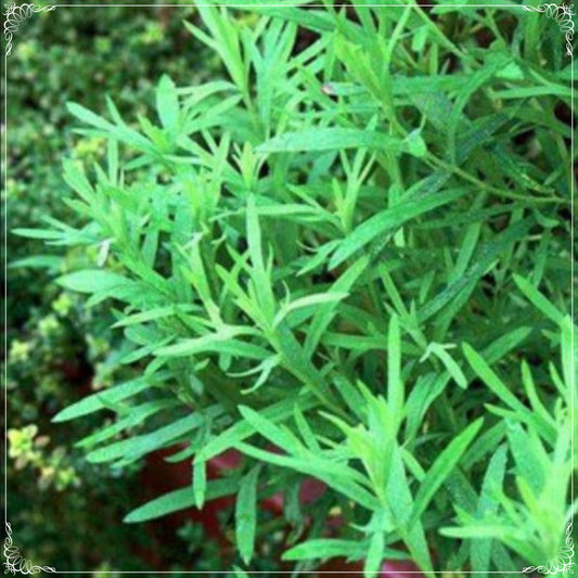 50 Seeds Natural Tarragon Seed, Estragon Herb, Natural, Non GMO, Heirloom, Artemisia Dracunculus