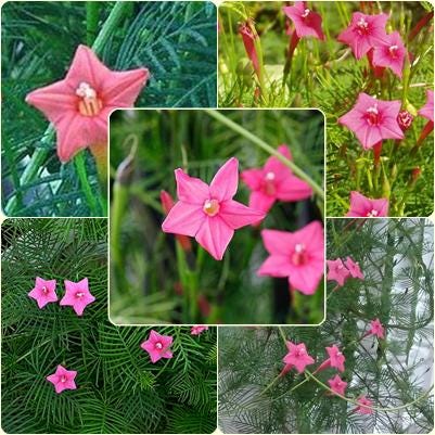 10 Seeds Pink Cypress Vine, Ipomoea Quamoclit, Cardinal Climber
