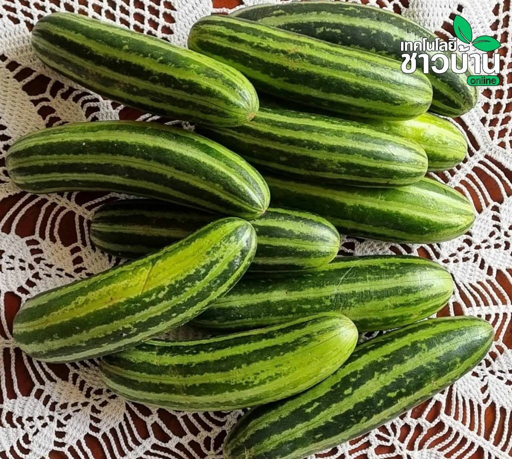 5 Seeds Sweet Thai Musk Melon, Young Thai melon, Silver Pattern, Natural, Non GMO