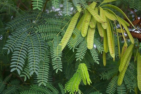 20 Seeds Acacia House Lead Tree, Jumbay, Pearl Wattl, River Tamarind, Thai Plant, Natural, Non GMO
