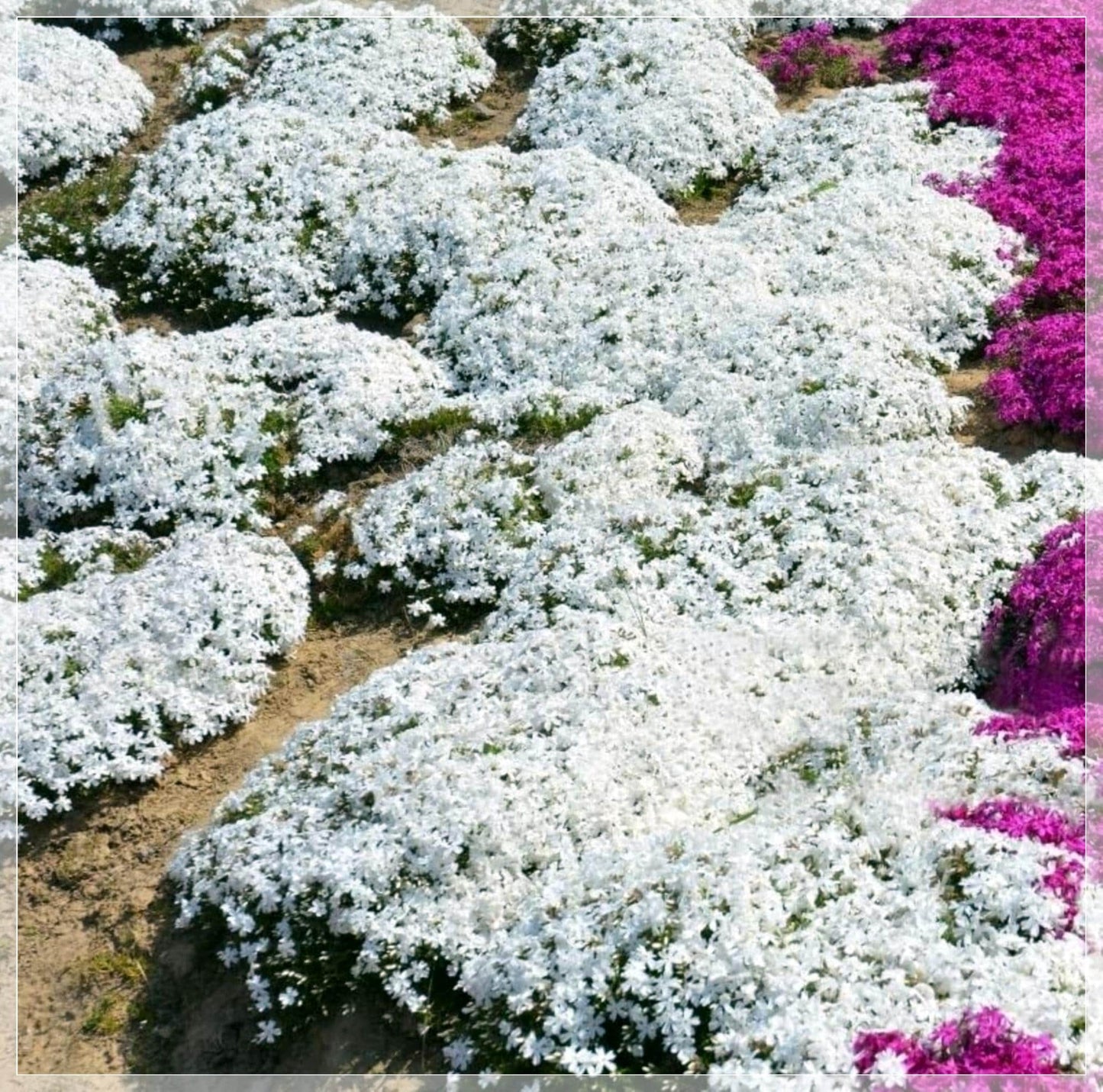 100 Seeds White Creeping Thyme, Rock Cress, Thymus Praecox Coccineus, Natural, Non GMO