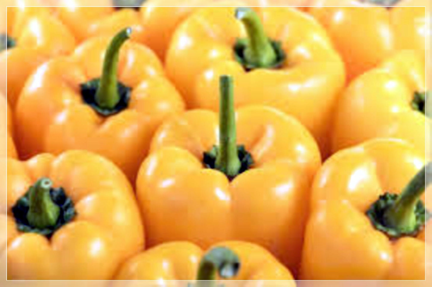 10 Seeds Golden Wonder Yellow California Bell Pepper, Natural, Non GMO