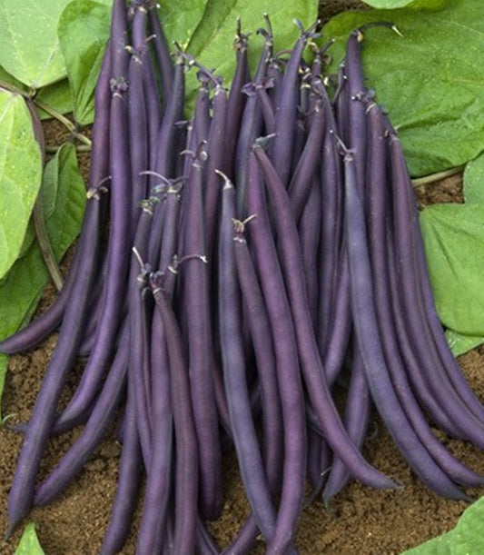 5 Seeds Black Bean Seed, Mini Black Bean, Natural, Non GMO, Heirloom