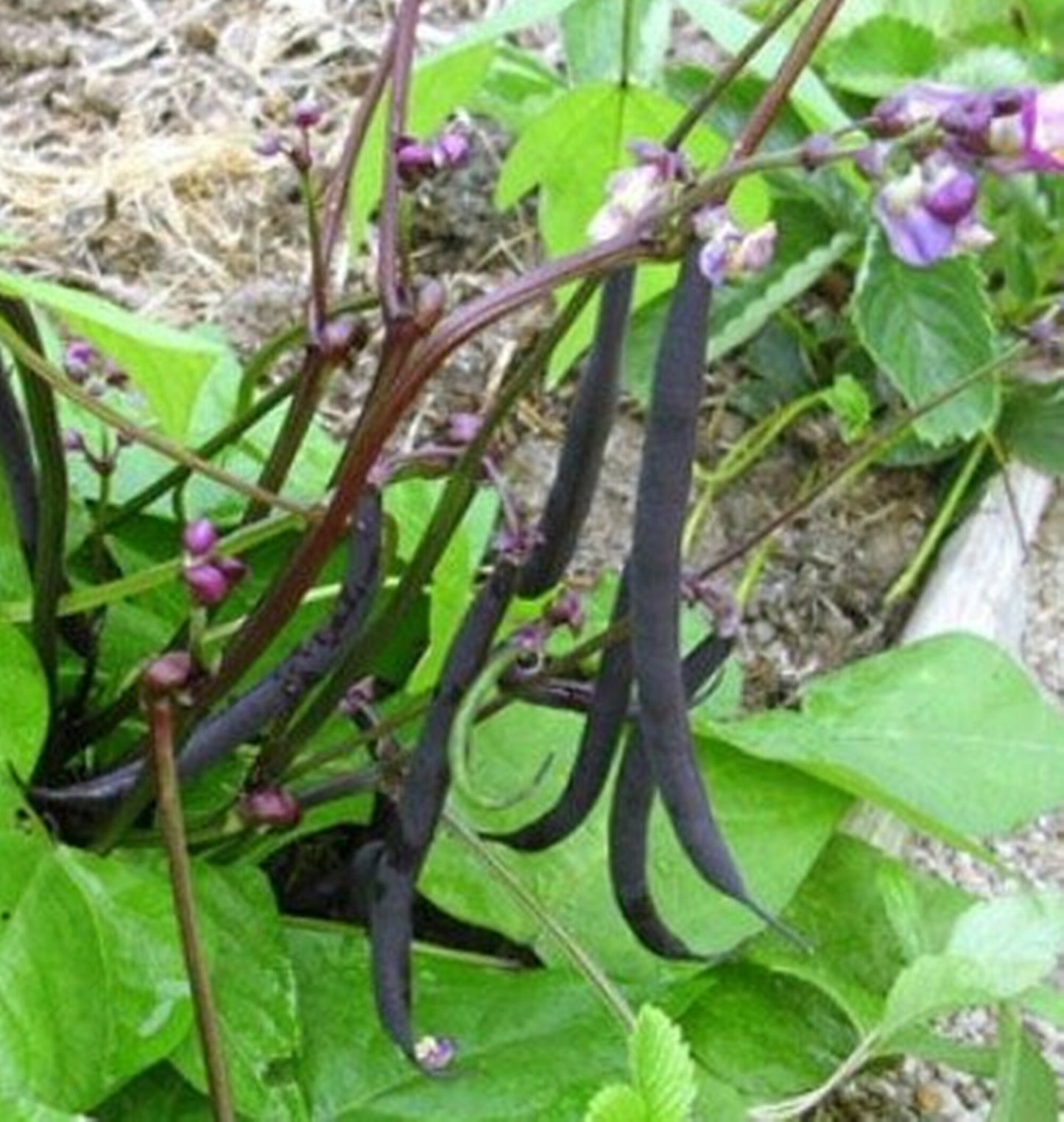 5 Seeds Black Bean Seed, Mini Black Bean, Natural, Non GMO, Heirloom