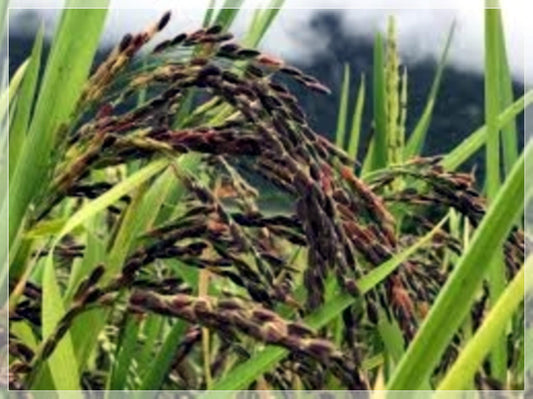 20 Seeds Black Rice Seed, Grain Purple Rice, Edible, Natural, Non GMO, Heirloom