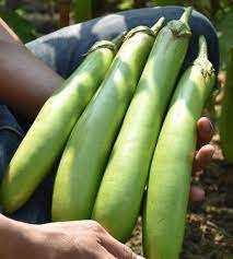 50 Seeds Long Green Eggplant, Tomahawk Thai Eggplant, Natural, Non GMO