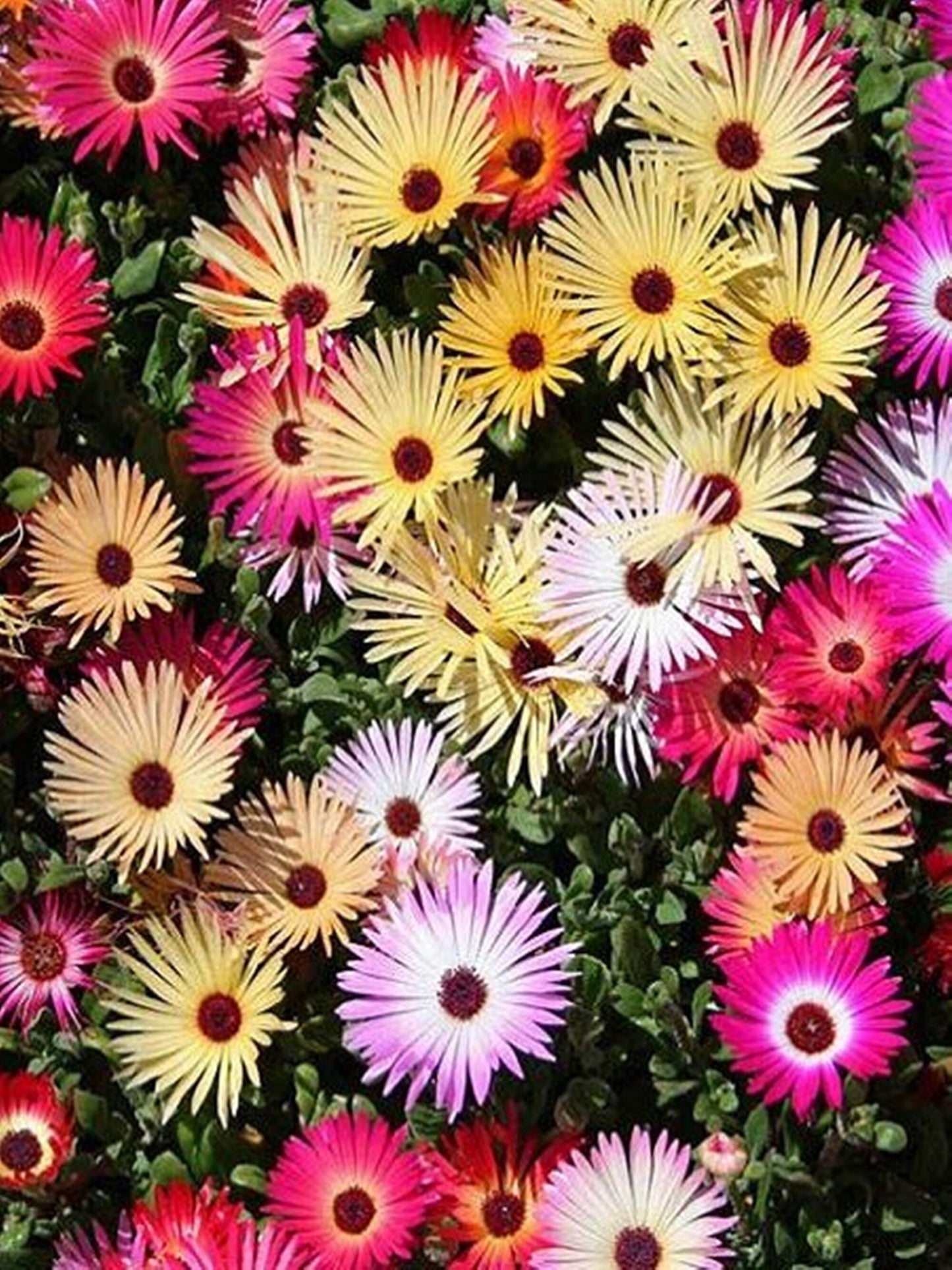 1000 Seeds Baby Sun Rose, Mesembryanthemum Cordifolium, Ice plant Flower
