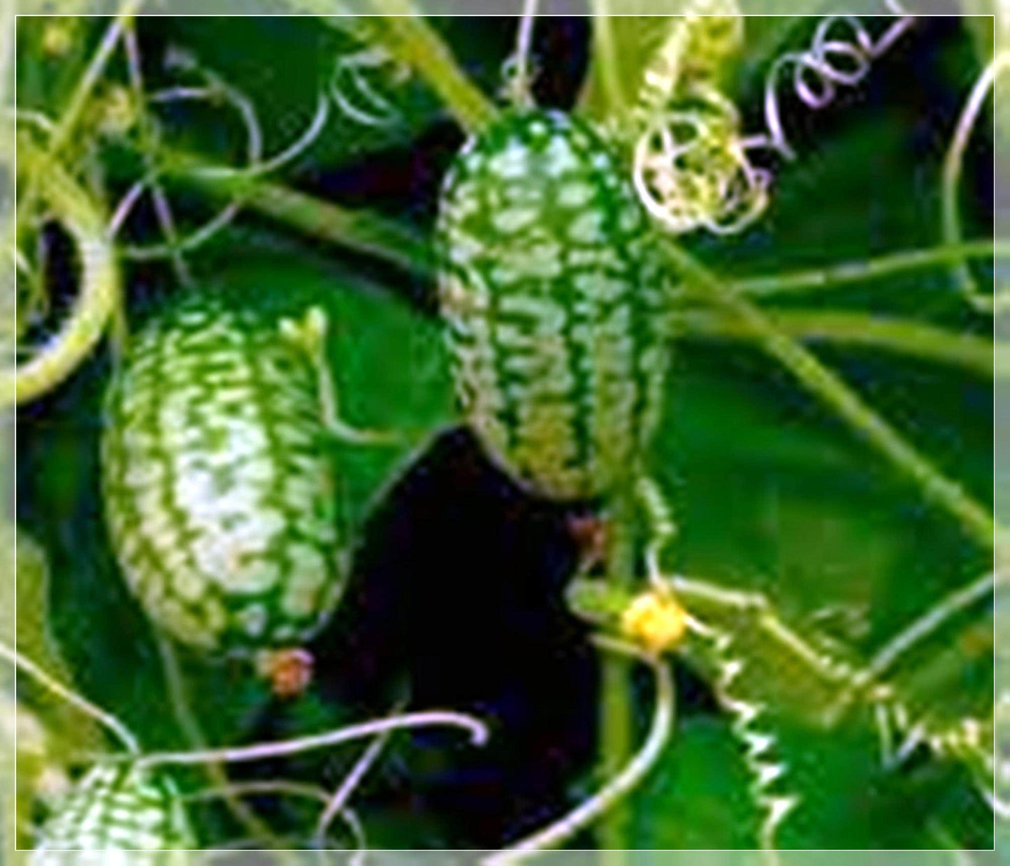 10 Seeds Watermelon Cucumber Seeds, Cucamelon, Miniature Mexican Sour Gherkin, Mouse Melon, Edible, Pickling, Natural