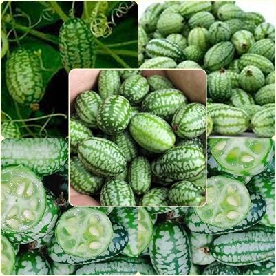 10 Seeds Watermelon Cucumber Seeds, Cucamelon, Miniature Mexican Sour Gherkin, Mouse Melon, Edible, Pickling, Natural