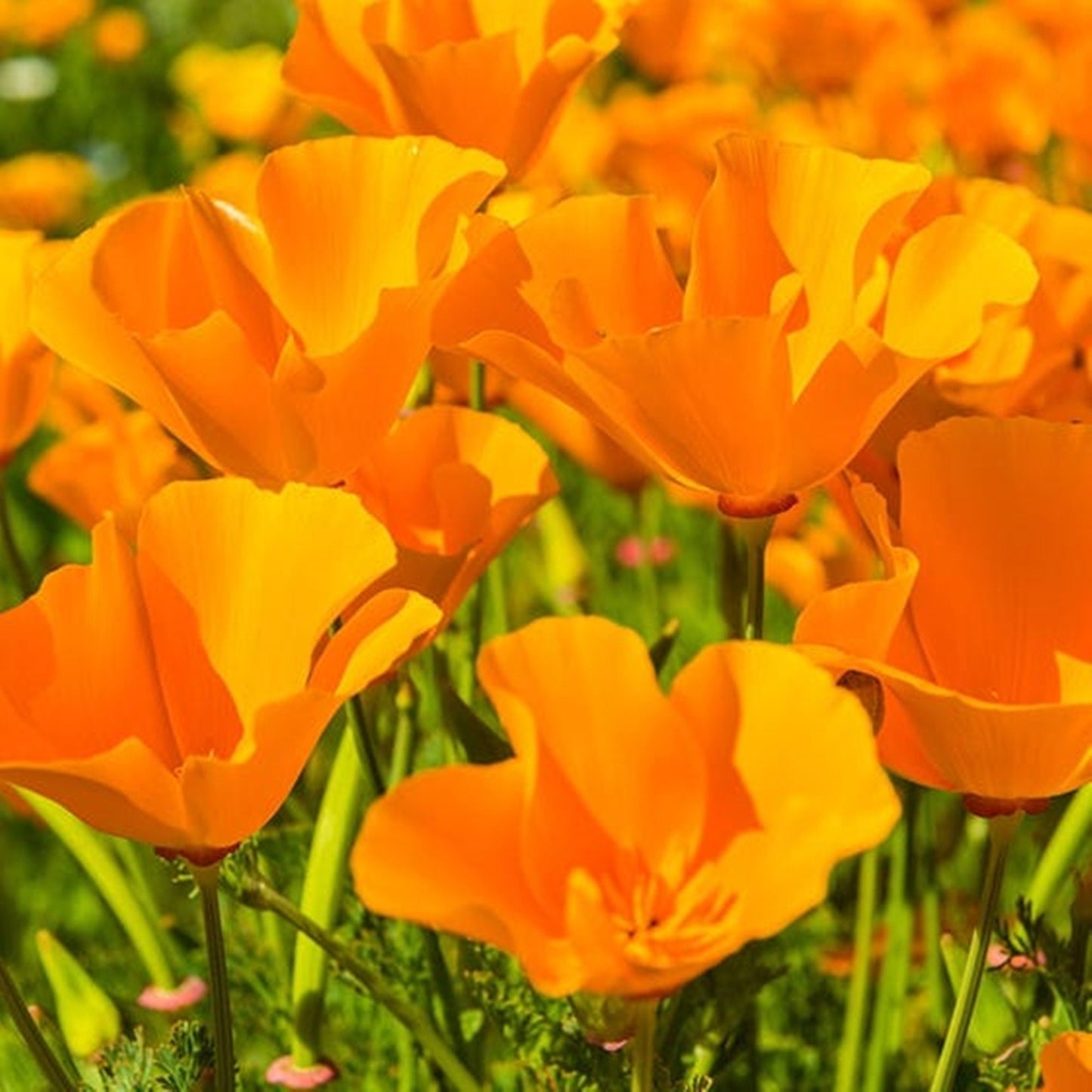50 Seeds Mixed Persian Tulip Flower Seeds, Eschscholzia Californica Poppy, Heirloom