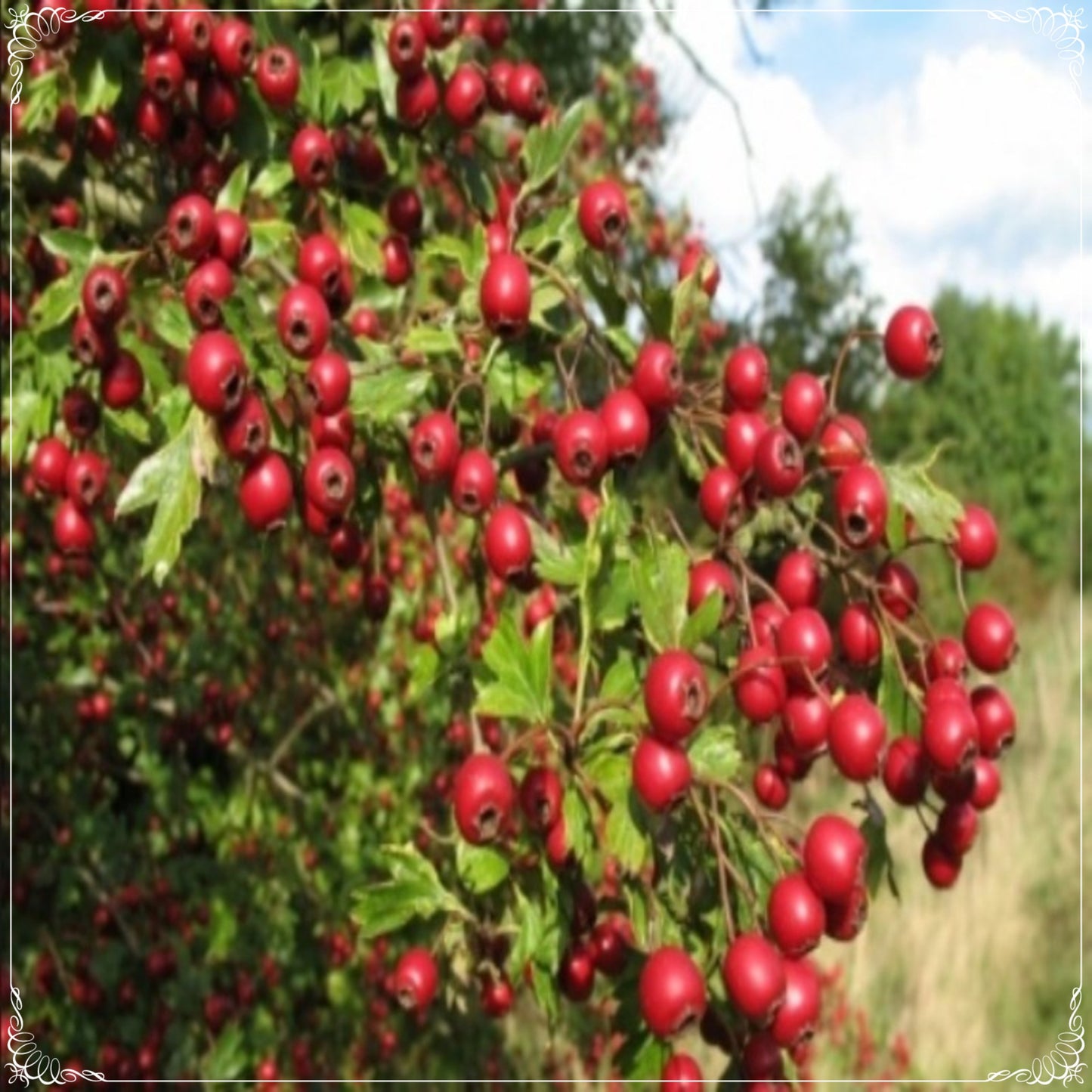 5 Seeds Red Hawthorn Seed, Crataegus Seeds, Hawberry, Bread and Cheese Fruit Tree, Natural, Non GMO, Heirloom