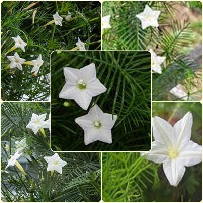 10 Seeds White Cypress Vine, Ipomoea Quamoclit, Cardinal Climber