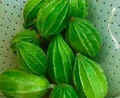 5 Seeds Mini Ridge Gourd, Luffa, Manoi Om Am, Thai Sponge Angled Loofah, Square Zucchini, Prolific