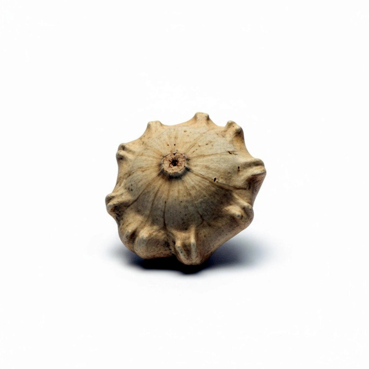 5 Seeds Crown of Thorns Shenot Gourd Seeds, Heirloom Non‑GMO Ornamental Gourds for Decorative Fall Displays and Crafting
