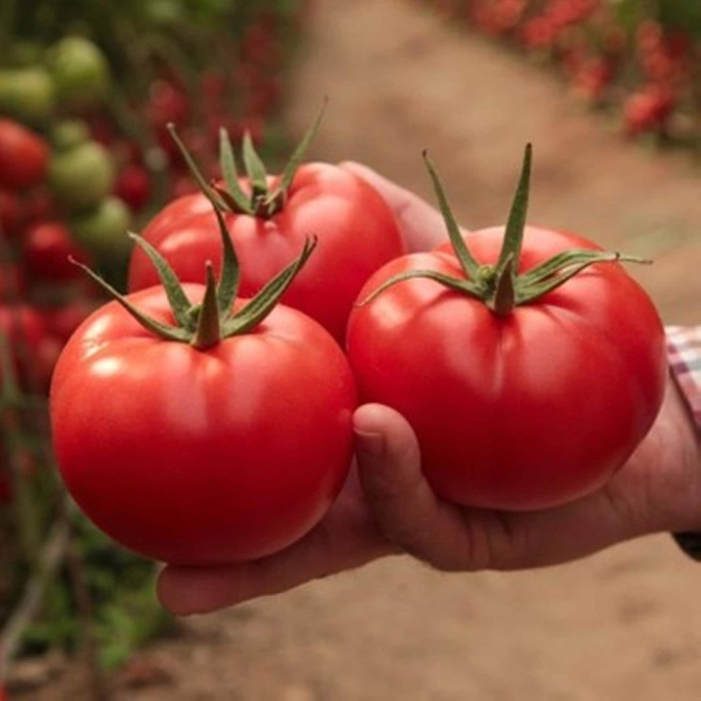 50 Seeds SC2121 Tomato Seeds Tomato F1, Profilic, Tasty