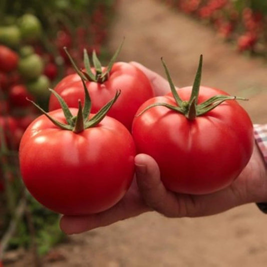 50 Seeds SC2121 Tomato Seeds Tomato F1, Profilic, Tasty